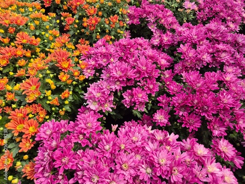 Chrysanthemum indicum 'Garden Mums' (Chrysantheme / Garten-Chrysantheme), pinke Sorten