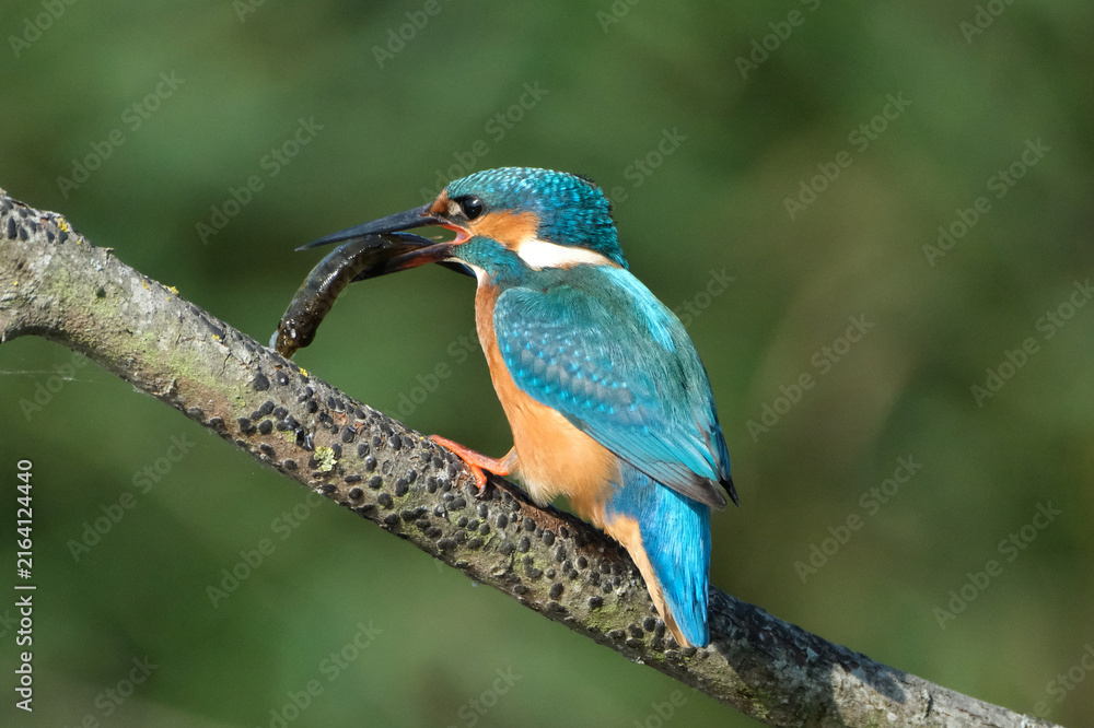 Fototapeta premium Common kingfisher (Alcedo atthis) perched on a branch with a caught fish in its beak