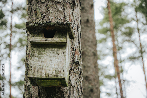 Foto A wooden birdcage or nesting box mounted on a tall pine trunk due to weather conditions, view from below among mature forest trees under a pale sky