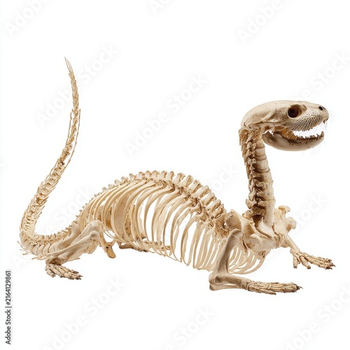 Detailed Beige Reptile Skeletal Structure Isolated On Clean White Background For Science Education