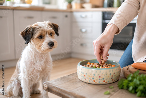 A fluffy white dog with brown ear patches sits attentively on a wooden kitchen floor, gazing at a colorful pet food bowl.