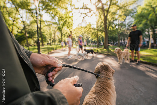 A young people's hands gently hold a leash attached to a fluffy, medium-sized terrier dog in a vibrant green park.