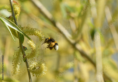 Fotografía Buff tailed bumblebee in flight near the flowers of a weeping willow with its to