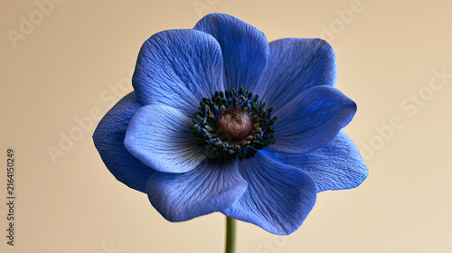 Single vivid blue flower with dark center on beige background