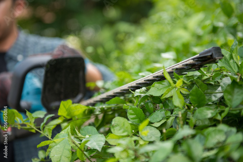 Close-up of a hedge trimmer blade cutting lush green foliage, showing detailed pruning action, garden maintenance, landscaping equipment, shrub care, and outdoor gardening work.