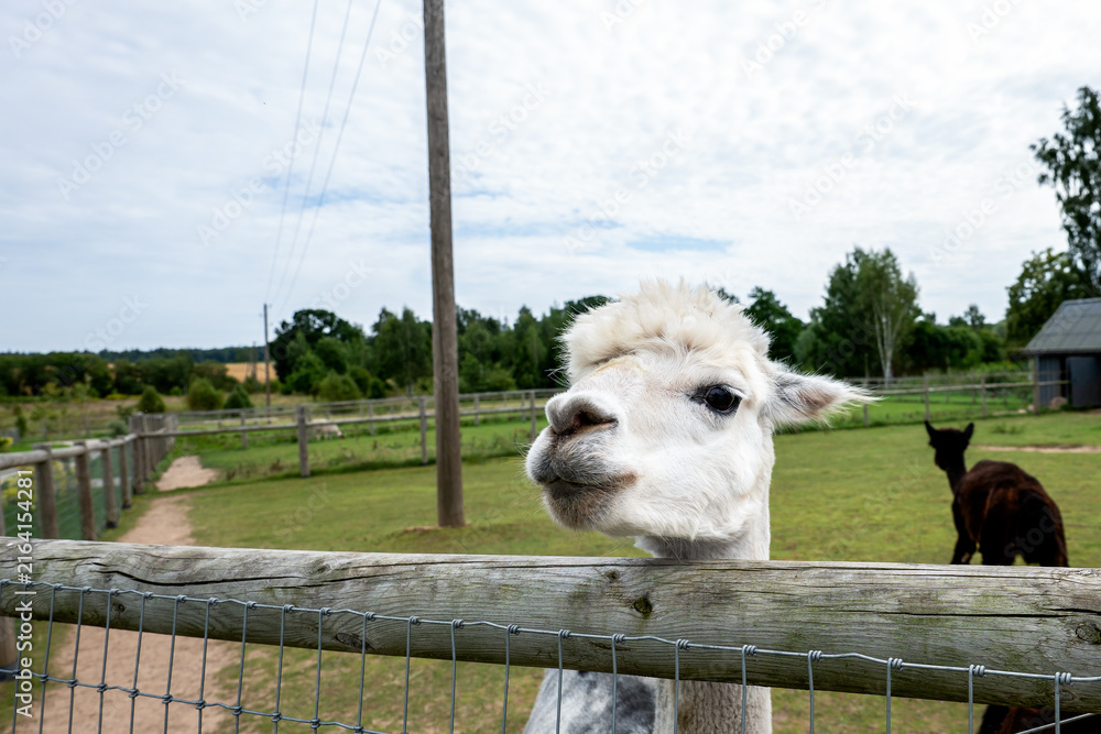 Naklejka premium Curious White Alpaca Peeking Over a Rustic Farm Fence