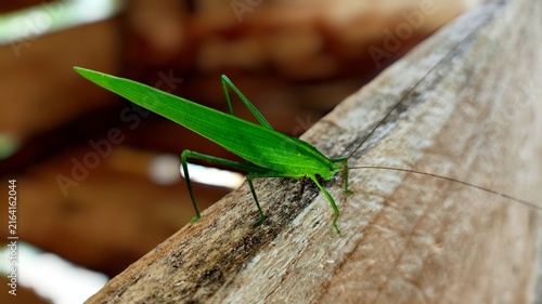 praying mantis on a branch