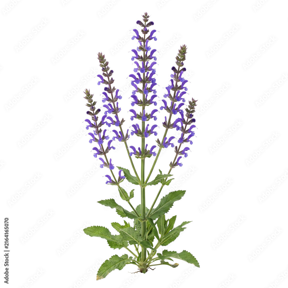 Obraz premium Meadow clary Salvia pratensis with tall wild spikes of violet-blue blooms and lush green foliage, a stunning perennial herb, isolated on transparent background for high quality graphic design.