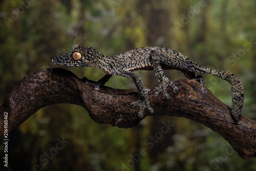 Giant leaf-tailed gecko (Uroplatus fimbriatus) native to Madagascar, camouflaged on a tree trunk.