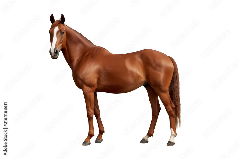 Obraz premium Chestnut horse standing with transparent background