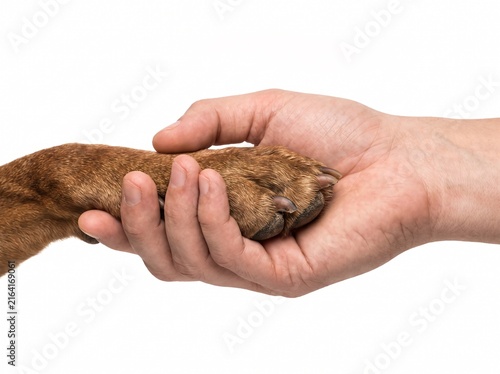 Human hand holding brown dog paw symbolizing connection trust loyalty friendship togetherness bonding care animal human