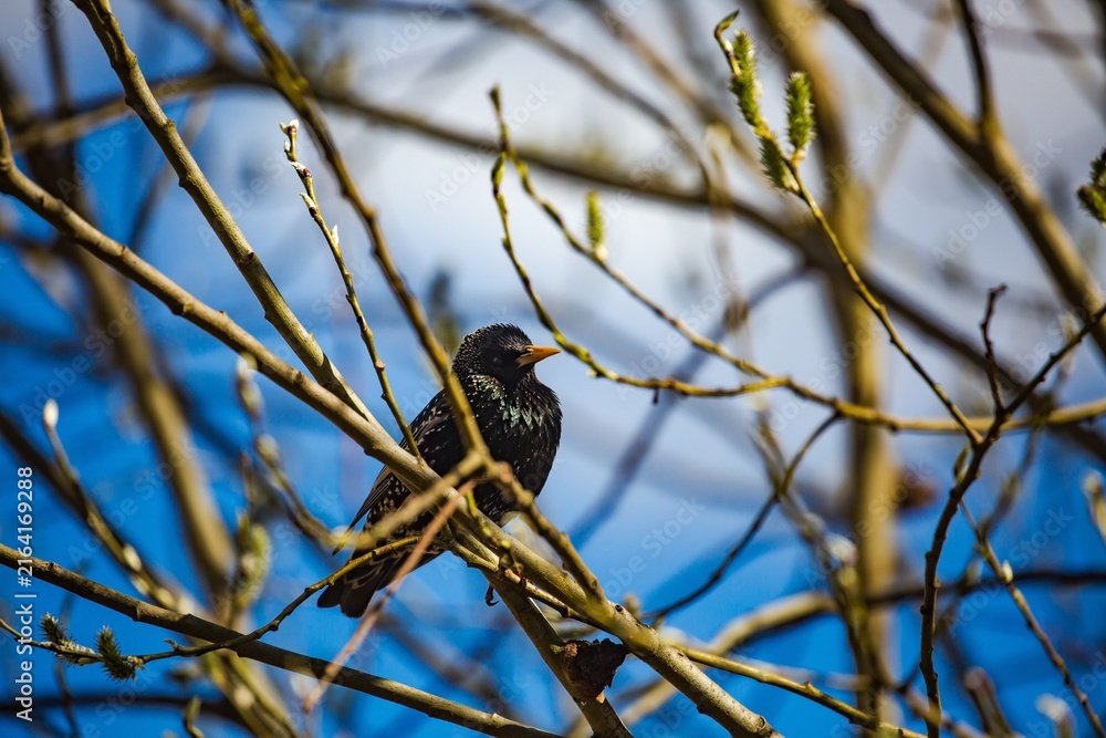 Naklejka premium Black European starling perched on thin branches against a clear blue sky