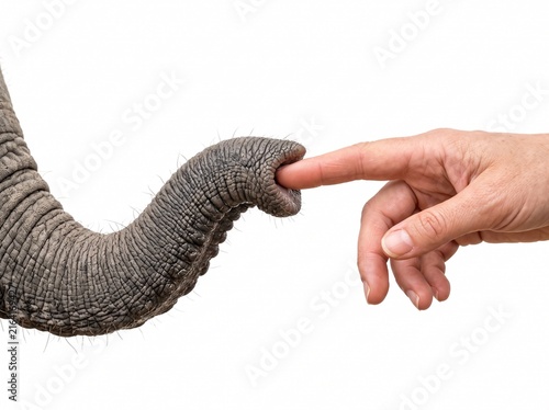 Human finger gently touching the tip of a textured elephant trunk isolated on white background with displays detailed close