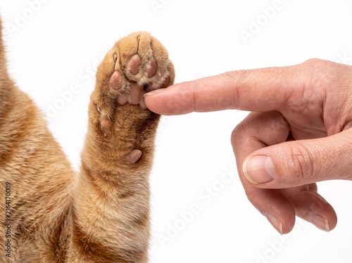 Human finger gently touching soft orange tabby cat paw pad isolated against plain white background studio shot with close