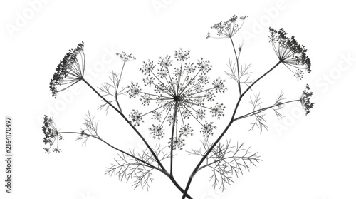 Black and white botanical illustration of fennel flower umbels with delicate stems and leaves on a clean white background