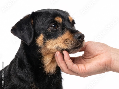 Human hand gently petting chin small black tan mixed breed puppy against clean white background with hand tenderly stroking