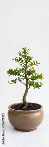 Small potted tree with green leaves on white background