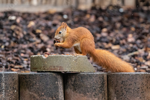 Eichhörnchen holt sich eine Walnuß