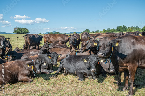 Large herd of Wagyu cattle resting and standing together on dry summer grassland under a blue sky.