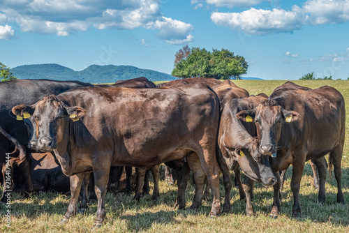 Wagyu cattle standing together on summer pasture with green hills and blue cloudy sky in the background.