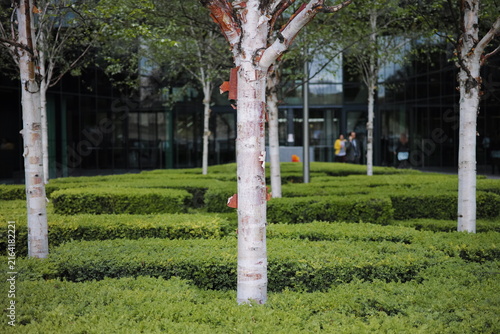 Картината върху платно White birch tree trunks standing in lush green manicured shrubbery garden