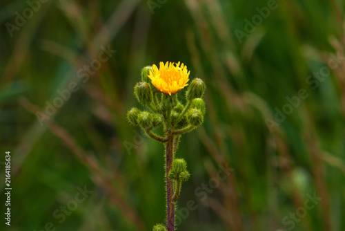 Borsten-Pippau (Crepis setosa)