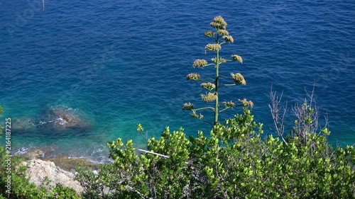 Italy, Liguria mediterranean sea and Agave succulent in bloom with a sea view
