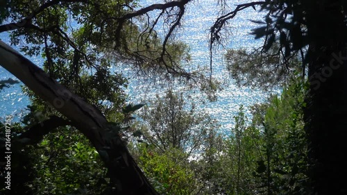 Vegetation typical of the Mediterranean maquis, with maritime pines and a sea view.