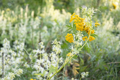 Wild meadow scene featuring vibrant yellow tansy flowers and delicate white wild cucumber blossoms intertwined among lush green grass and foliage under bright daylight. Summer botany.