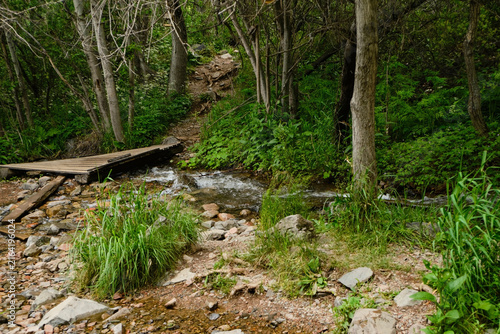 Wooden footbridge over a small water channel in a green forest