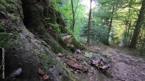 Natural forest trail along a green woodland hillside