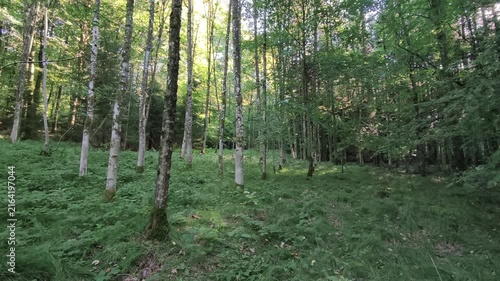 Lush Green Forest With Tall Trees and Dense Woodland