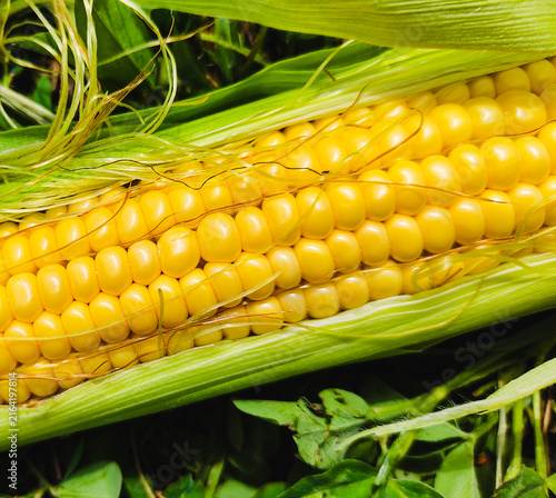 Yellow corn cob with kernels and green leaves