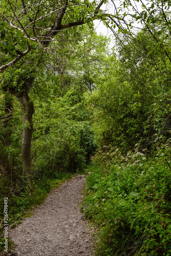 Mountain trail through a green forest
