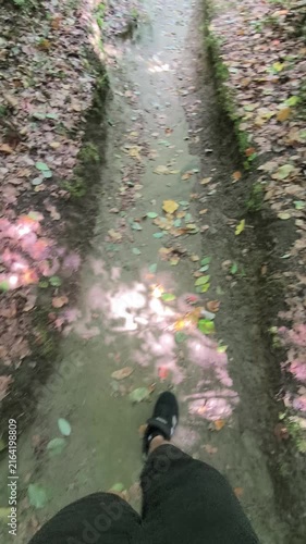 Natural Forest Path Surrounded by Lush Greenery