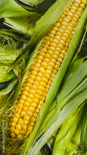 Yellow corn cob with kernels and green leaves