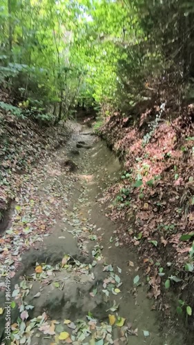 path in the forest