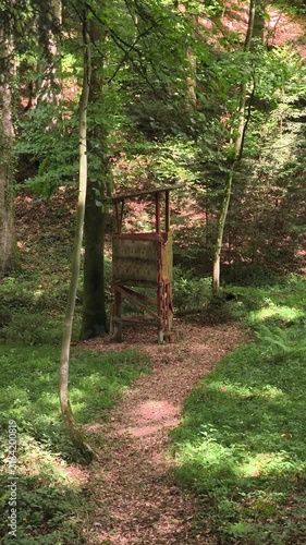footpath in the woods