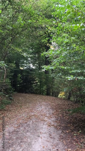 path in the forest