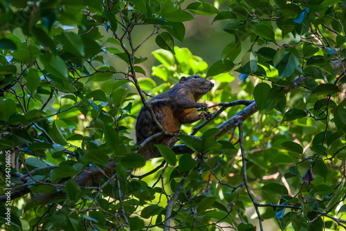 Squirrel perches on tree branch, surrounded by dense green leaves. Animal grips branch, eyes alert, tail curled around body. Sunlight filters through leaves, casting dappled shadows