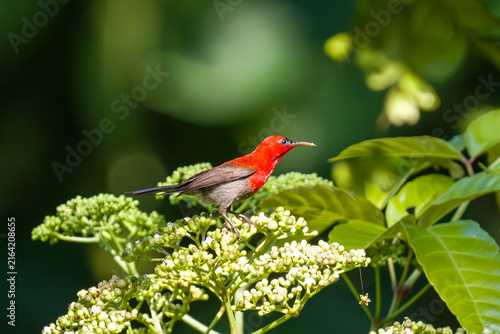 Vibrant red bird perches delicately on green foliage. Tiny white flowers form clusters beneath the bird. Lush green leaves frame the scene softly. Bird's sleek body contrasts with bright plumage