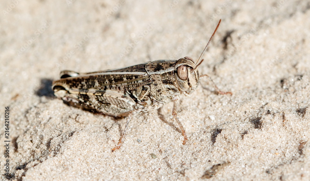 Fotografie grasshopper on the ground