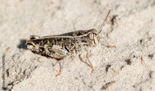 Canvastavla grasshopper on the ground