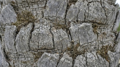 Close-up macro texture of weathered gray tree bark.