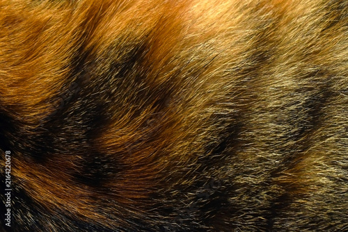 Cat fur texture background. Calico or tortoiseshell cat fur background. Pet hair or coat texture.