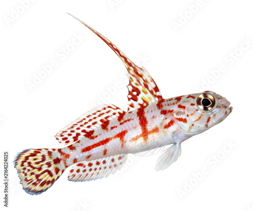 Yasha Goby portrait transparent background