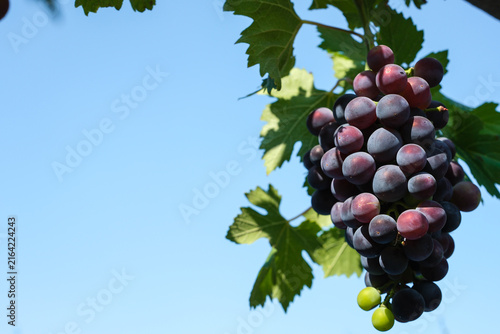 Bunch of red grapes on a sky background. Winemaking and vineyard management.