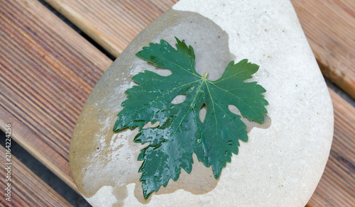 Golden white wine splashes onto the fresh grape leaf resting on a gray pebble. Wine and stone aesthetics. Wine terroir concept. Copy space.
