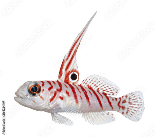 Yasha Goby portrait transparent background