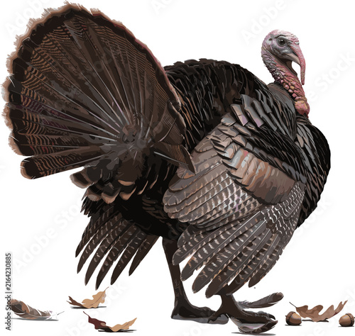 Wild Turkey Bird Illustration Featuring Fanned Tail Feathers, Autumn Woodland Setting and Detailed Wildlife Vector Design